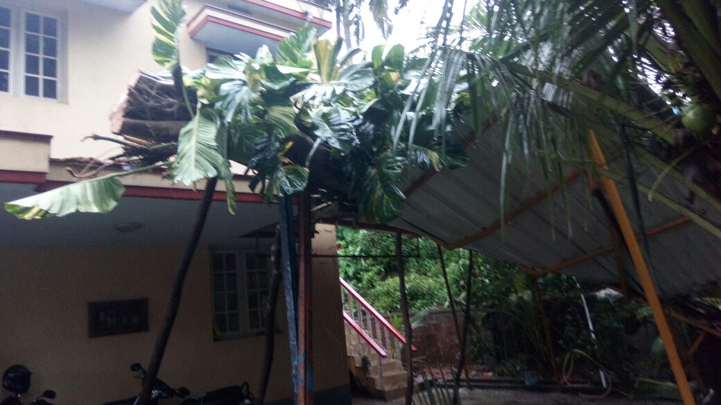 ಮಂಗಳೂರು: ಮನೆಗಳಿಗೆ ಮರಬಿದ್ದು ಹಾನಿ